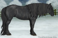 Horse Color:Black  Brindle