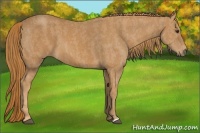 Horse Color:Chestnut  Brindle