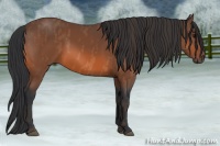 Horse Color:Bay  Brindle
