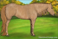 Horse Color:Chestnut  Brindle
