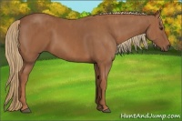 Horse Color:Chestnut  Brindle