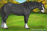 Horse Color:Blue Roan Splash 