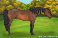 Horse Color:Bay  Brindle