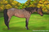 Horse Color:Bay Roan  Brindle