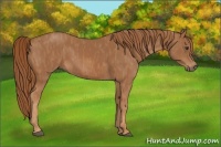 Horse Color:Chestnut  Brindle