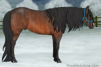 Horse Color:Bay  Brindle