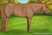 Horse Color:Chestnut Brindle