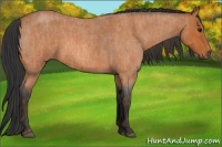 Horse Color:Bay Roan Brindle