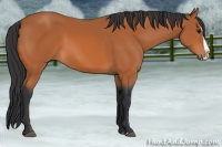Horse Color:Bay Splash 