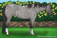 Horse Color:Grullo Roan Tobiano 