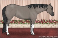 Horse Color:Grullo Roan Tobiano 