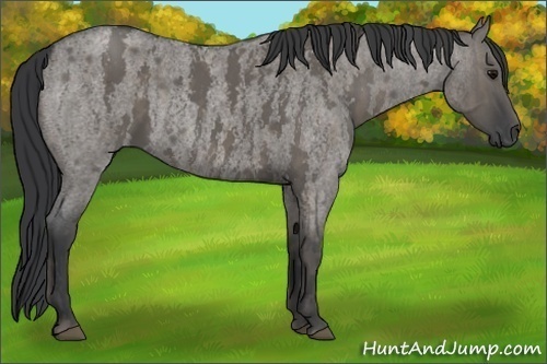 Horse Color: Grullo Roan Tobiano  Brindle