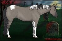 Horse Color:Grullo Roan Tobiano 