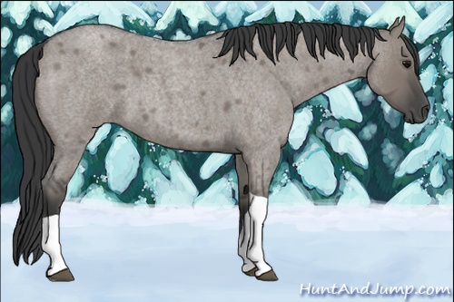 Horse Color: Grullo Roan Tobiano 