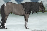 Horse Color:Grullo Roan Tobiano  Brindle