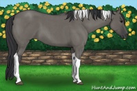 Horse Color:Grullo Roan Tobiano 