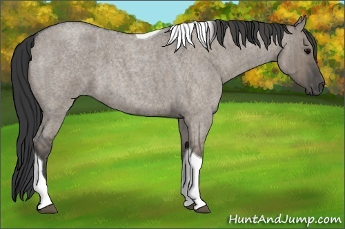 Horse Color: Grullo Roan Tobiano  Brindle
