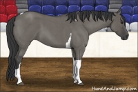 Horse Color:Grullo Roan Tobiano 