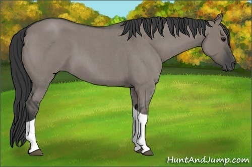 Horse Color: Grullo Roan Tobiano 