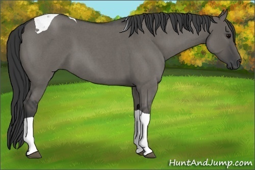 Horse Color: Grullo Roan Tobiano 