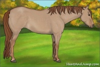 Horse Color:Red Dun Roan 
