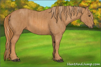 Horse Color:Red Roan Brindle