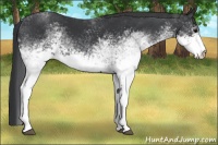 Horse Color:White Spotted Black 