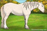 Horse Color:Perlino 