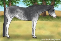 Horse Color:White Spotted Blue Roan 