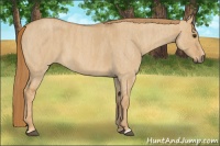 Horse Color:Red Dun Roan  Brindle