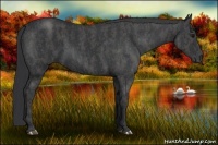 Horse Color:Blue Roan Brindle