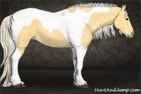 Horse Color:Palomino Tobiano  Brindle