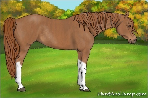 Horse Color: Chestnut Tobiano Rabicano  Brindle