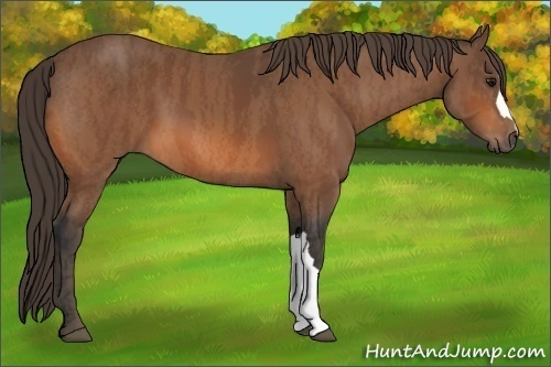 Horse Color:Bay  Brindle
