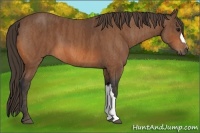 Horse Color:Bay Brindle