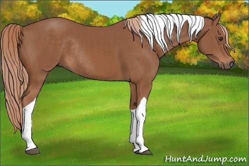 Horse Color: Unknown 
