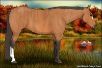 Horse Color:Bay  Brindle