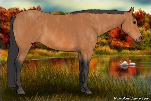 Horse Color: Bay  Brindle