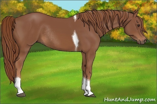 Horse Color: Unknown 