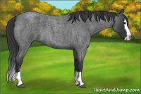 Horse Color:Blue Roan Splash 