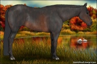 Horse Color:Brown Rabicano Brindle