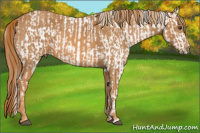 Horse Color:Chestnut Tobiano Appaloosa  Brindle