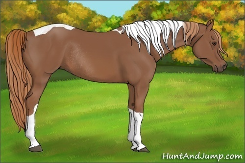Horse Color: Unknown 