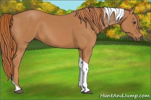 Horse Color: Unknown 