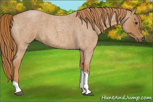 Horse Color: Unknown 