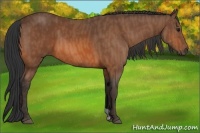 Horse Color:Bay  Brindle
