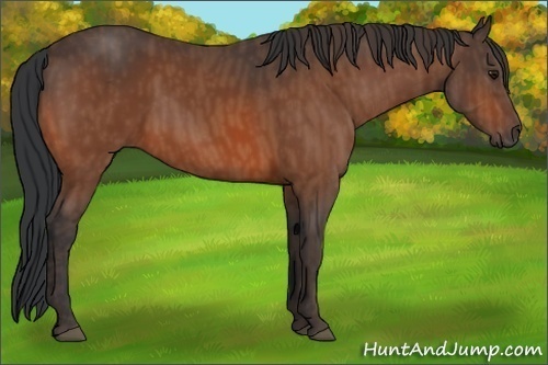 Horse Color: Bay  Brindle