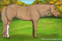 Horse Color:Chestnut Brindle