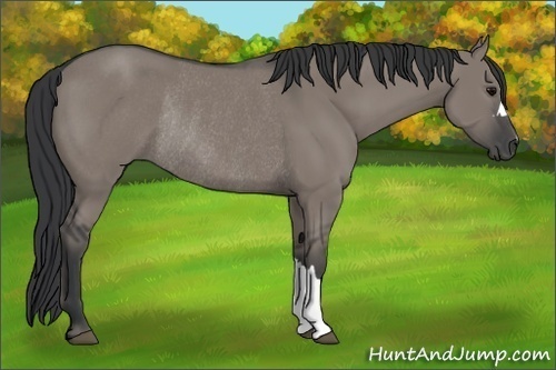Horse Color: Grullo Rabicano 