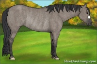 Horse Color:Grullo Rabicano Brindle